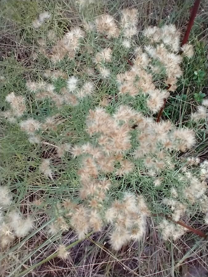 Brickellia eupatorioides fruit