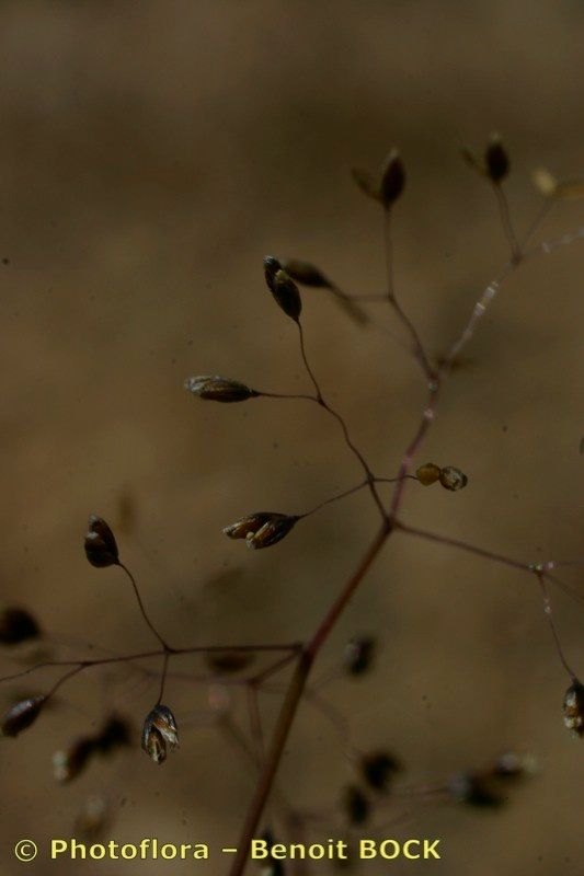 Molineriella minuta fruit