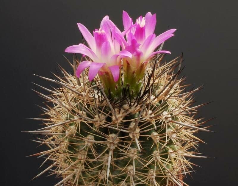 Eriosyce sociabilis — houseplant care guide