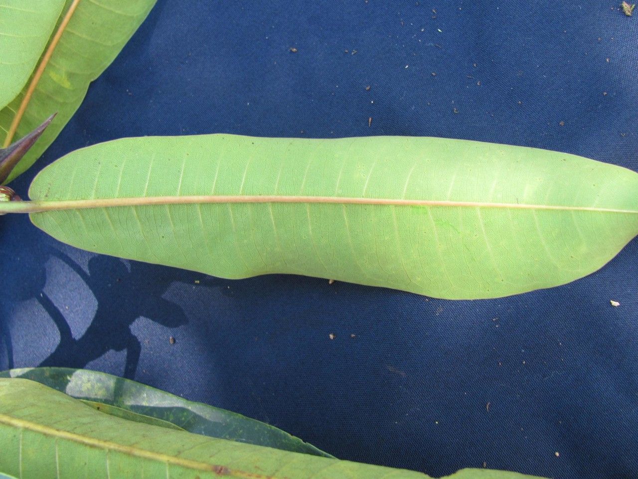 Ficus paraensis leaf