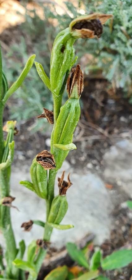 Ophrys araneola fruit
