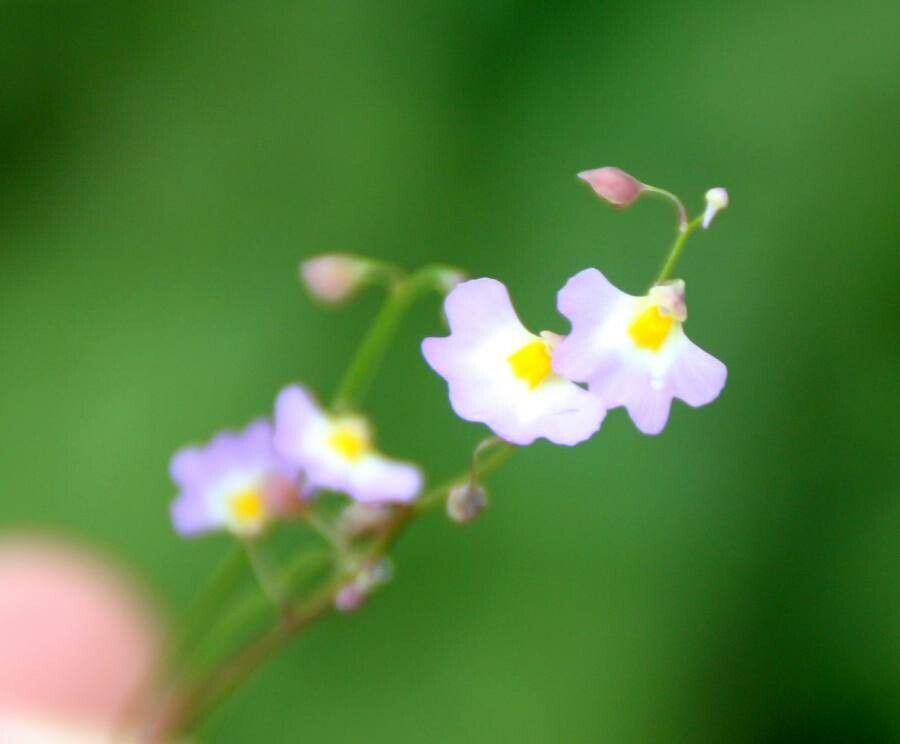 Utricularia striatula flower