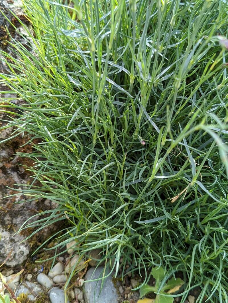 Dianthus crinitus leaf