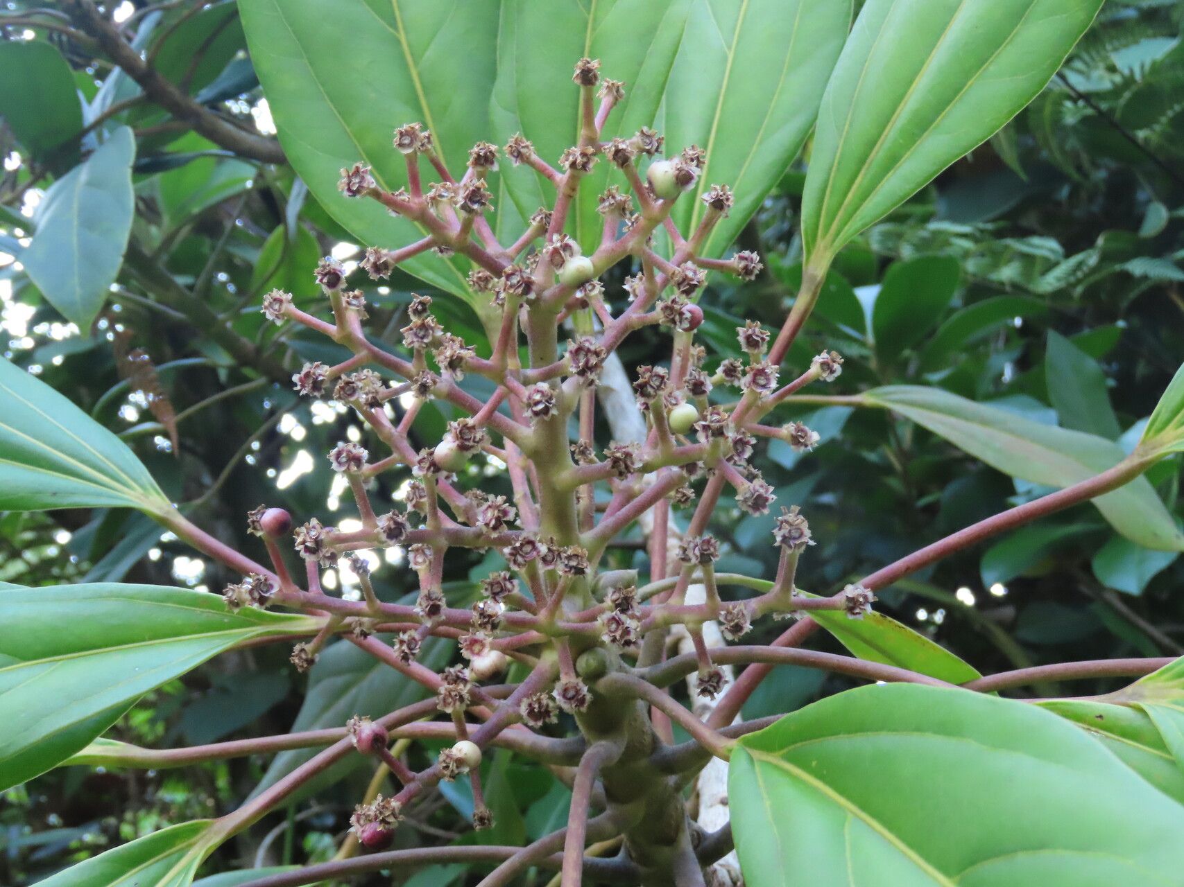 Oreopanax striatus fruit