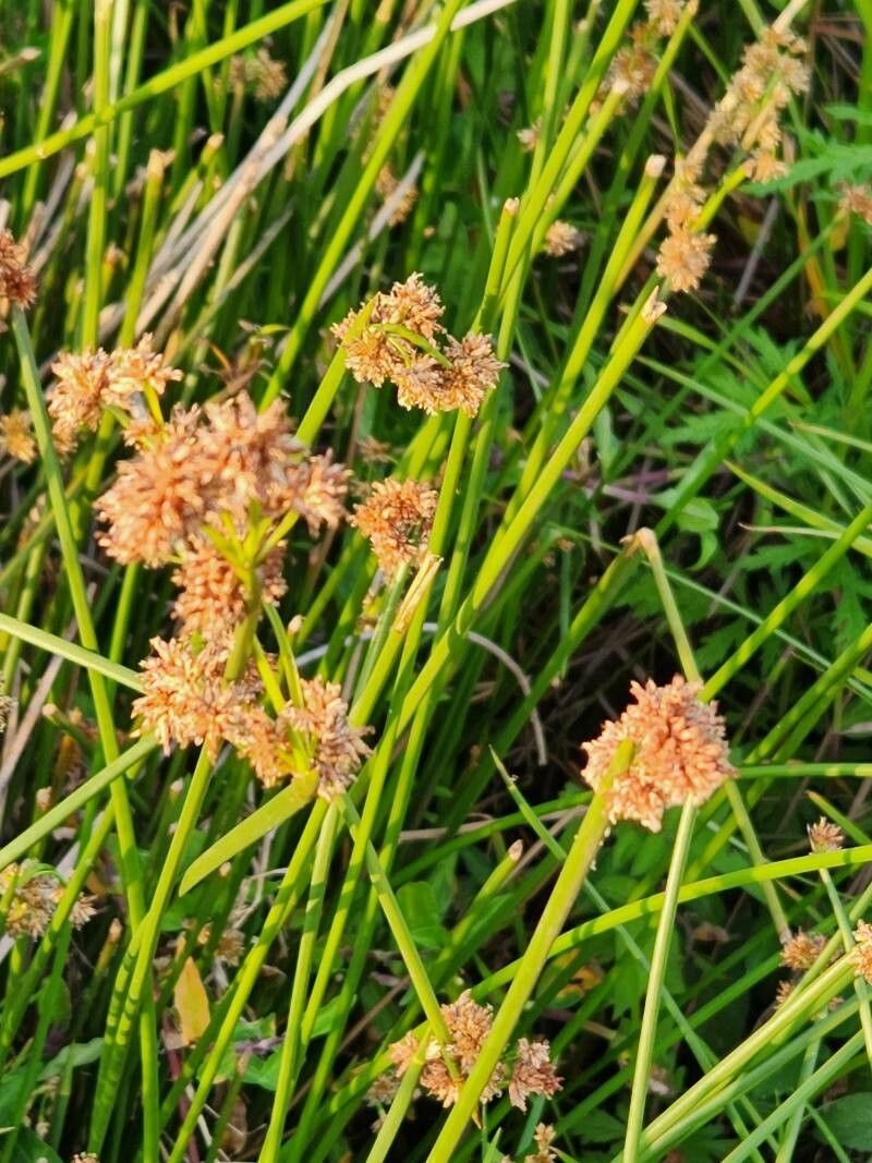 Schoenoplectiella corymbosa — related species from the same genus