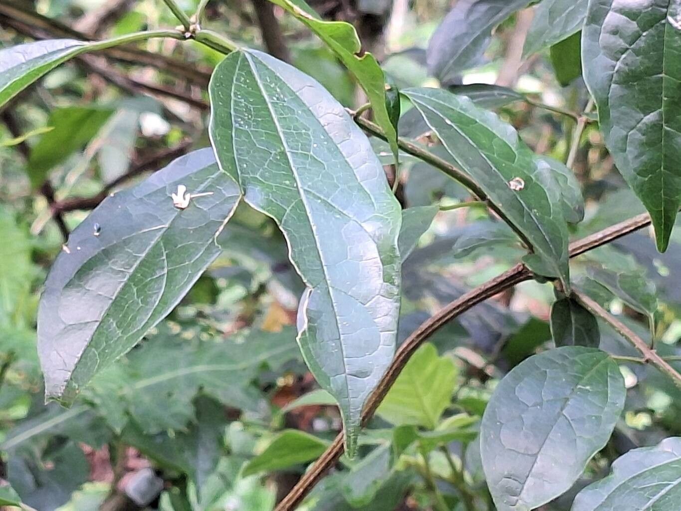 Clerodendrum formicarum — houseplant care guide