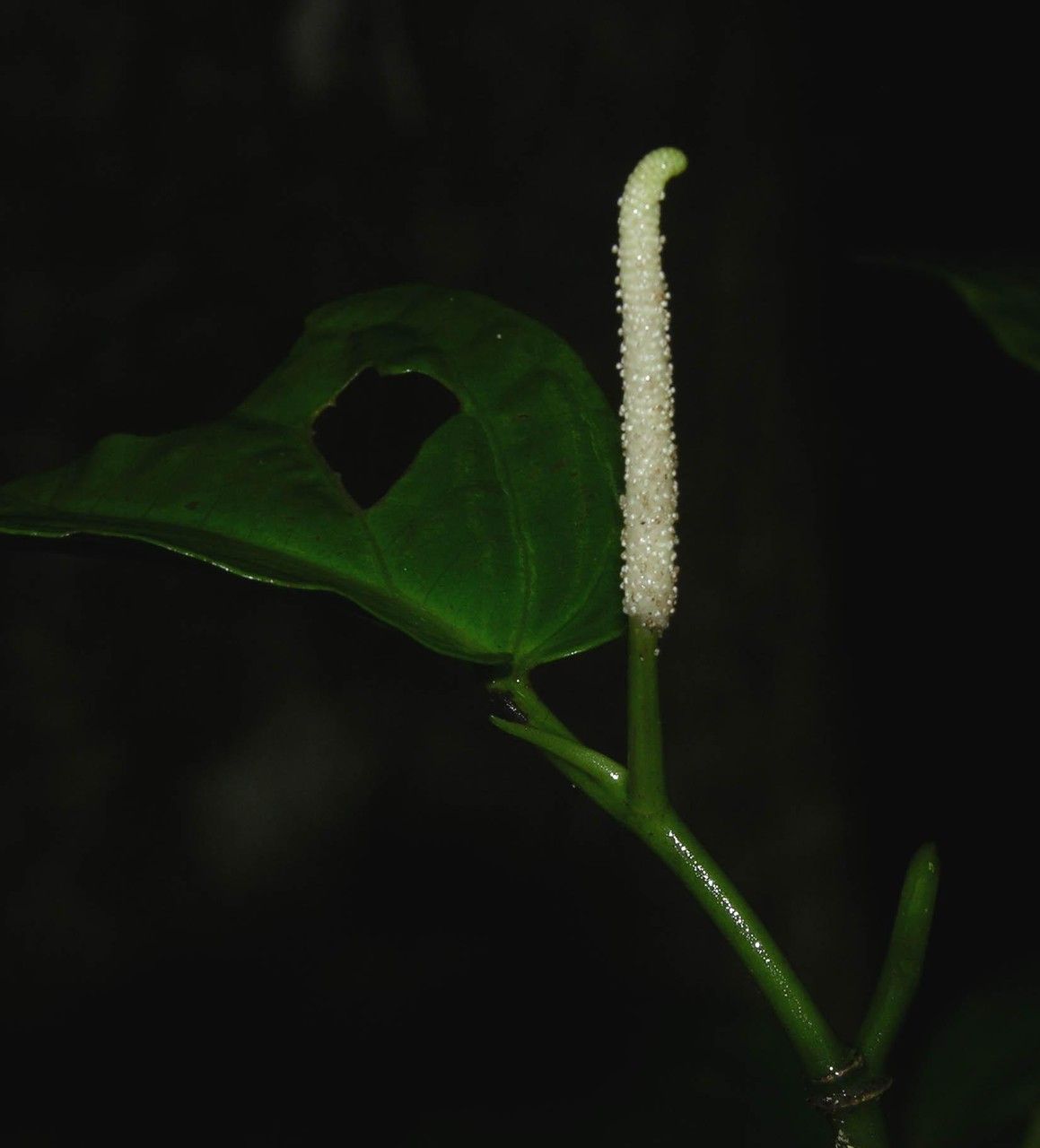 Piper holdridgeanum bark