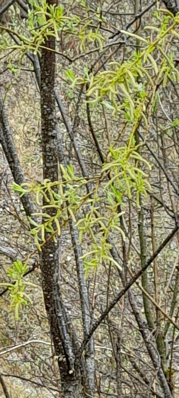 Salix pierotii habit