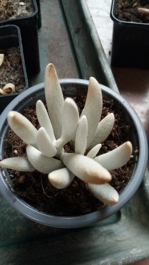 Senecio haworthii habit