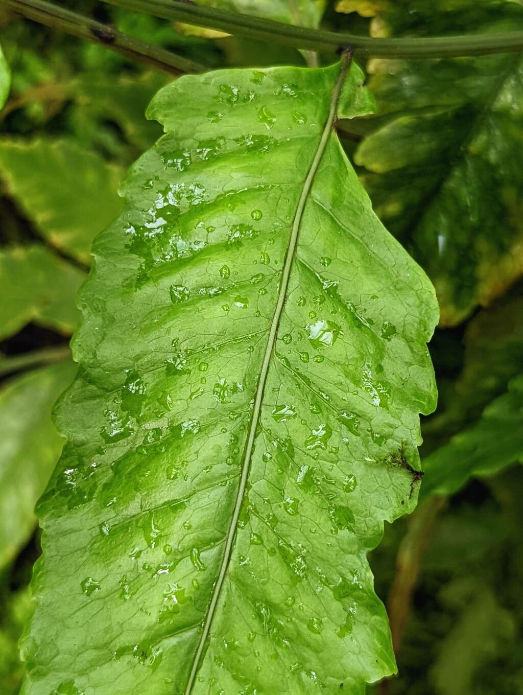 Bolbitis heteroclita — houseplant care guide