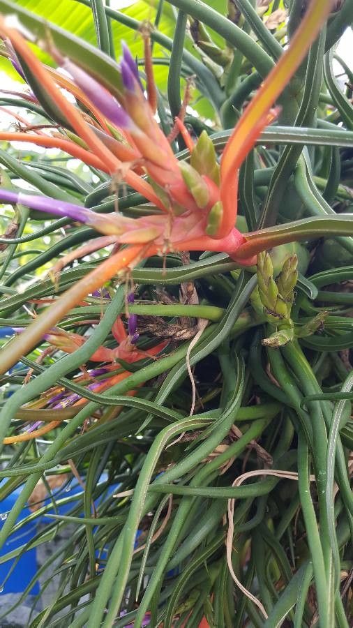 Tillandsia bulbosa flower