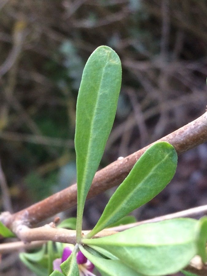 Lycium europaeum — search result for 'Canary Islands'