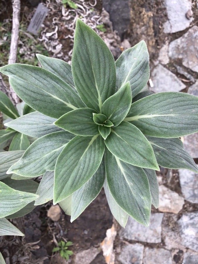 Echium nervosum — search result for 'Echium'