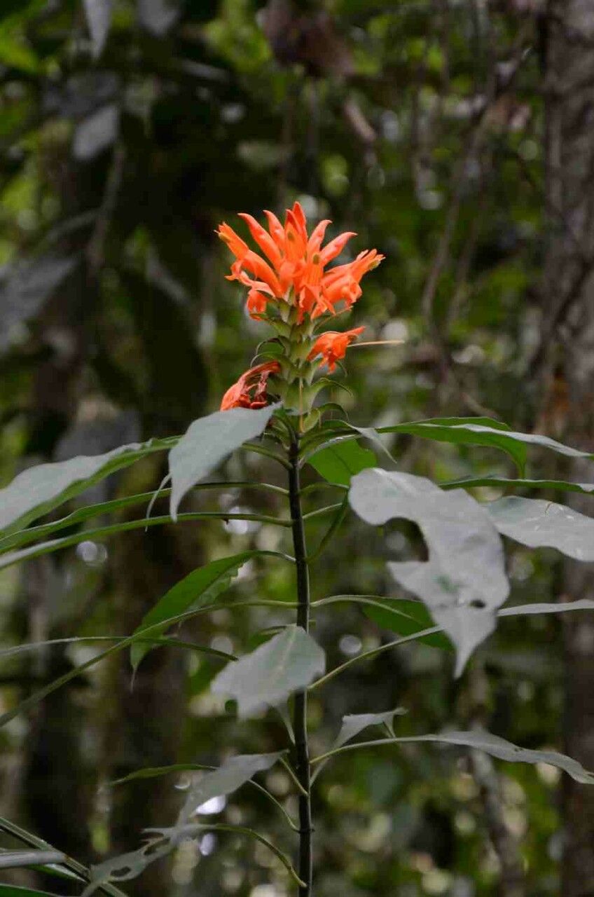 Aphelandra chamissoniana flower