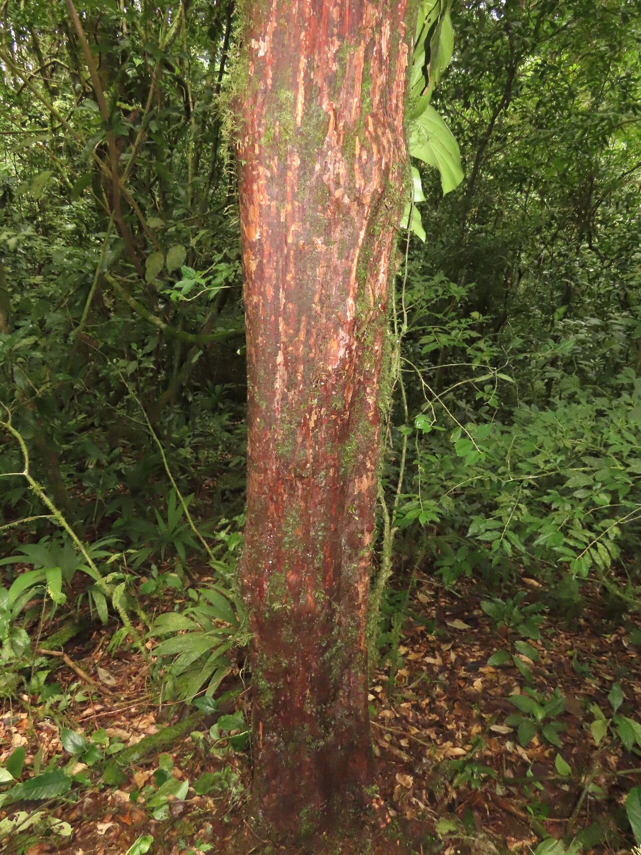 Pouteria austin-smithii habit