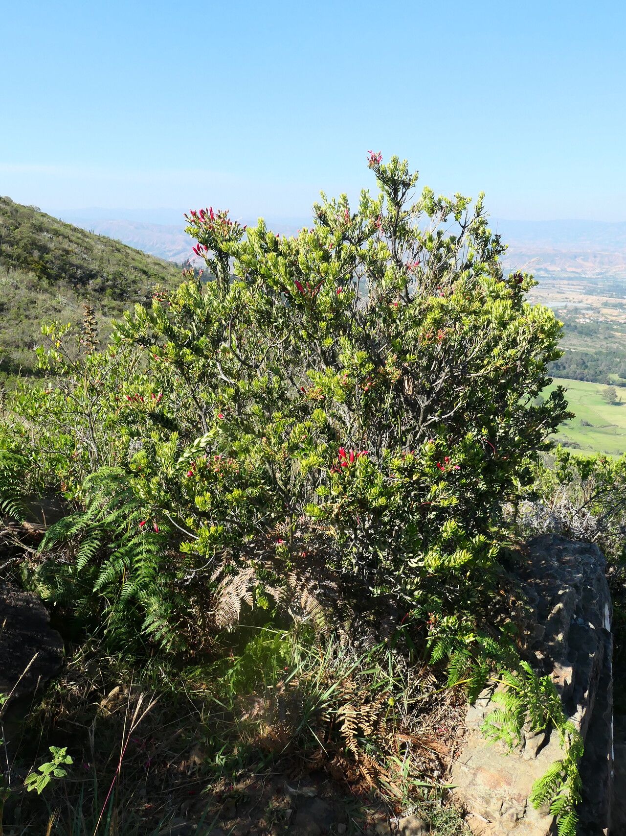 Bejaria mathewsii habit