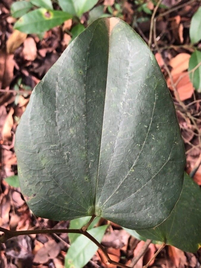 Bauhinia holophylla — search result for 'Bauhinia'
