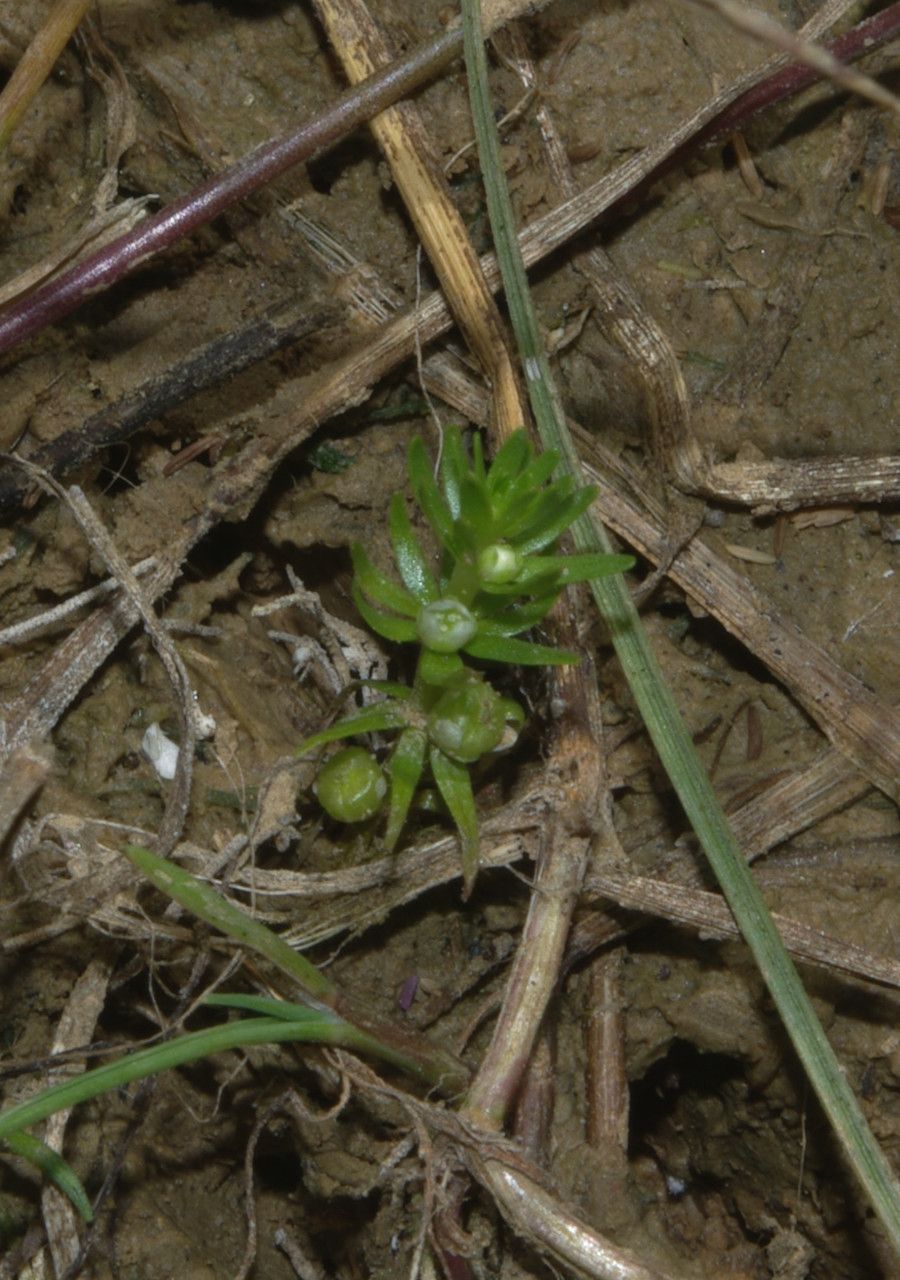 Elatine alsinastrum habit