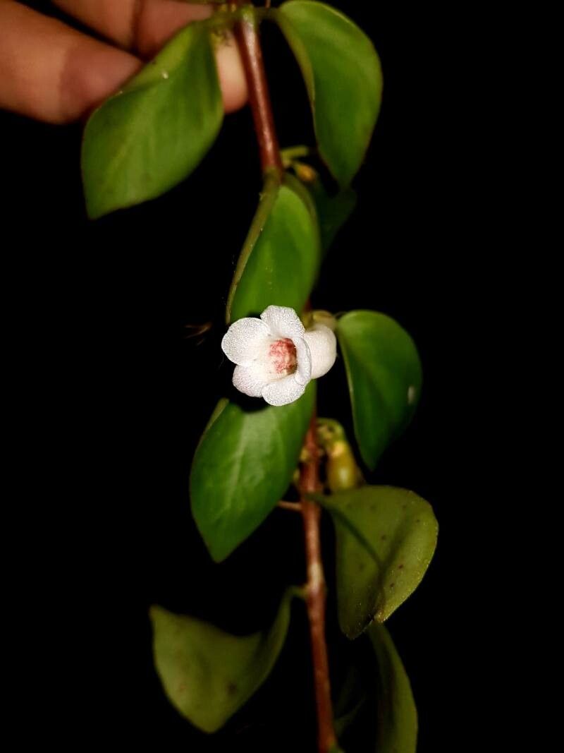 Codonanthopsis macradenia flower