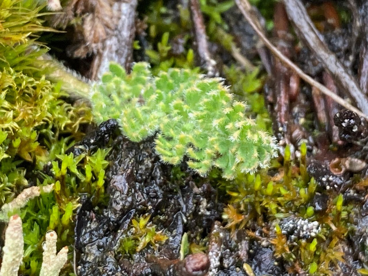 Chaerophyllum andicola — related species from the same genus