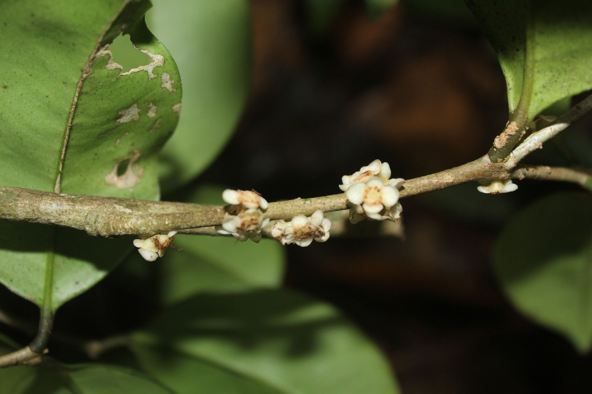Eugenia riosiae flower
