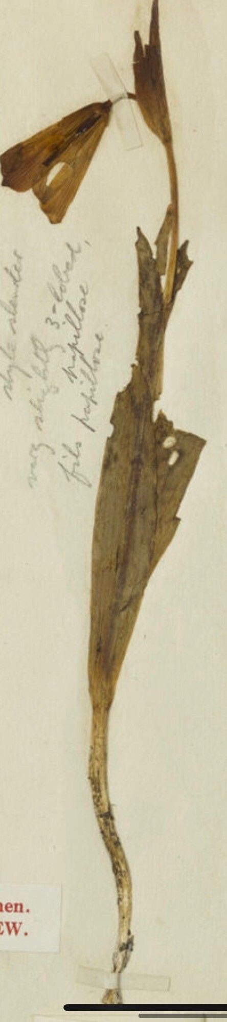 Fritillaria viridiflora — houseplant care guide