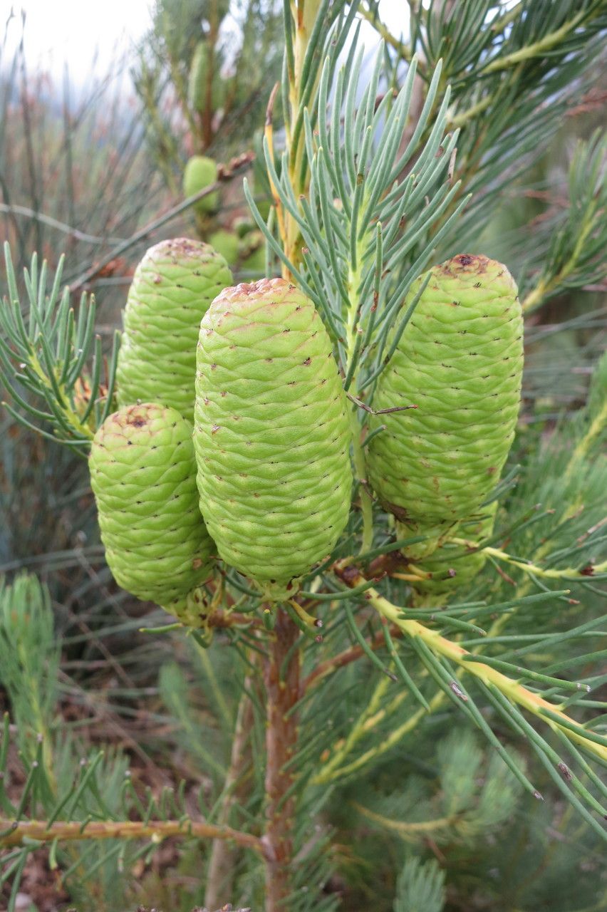 Leucadendron nobile fruit