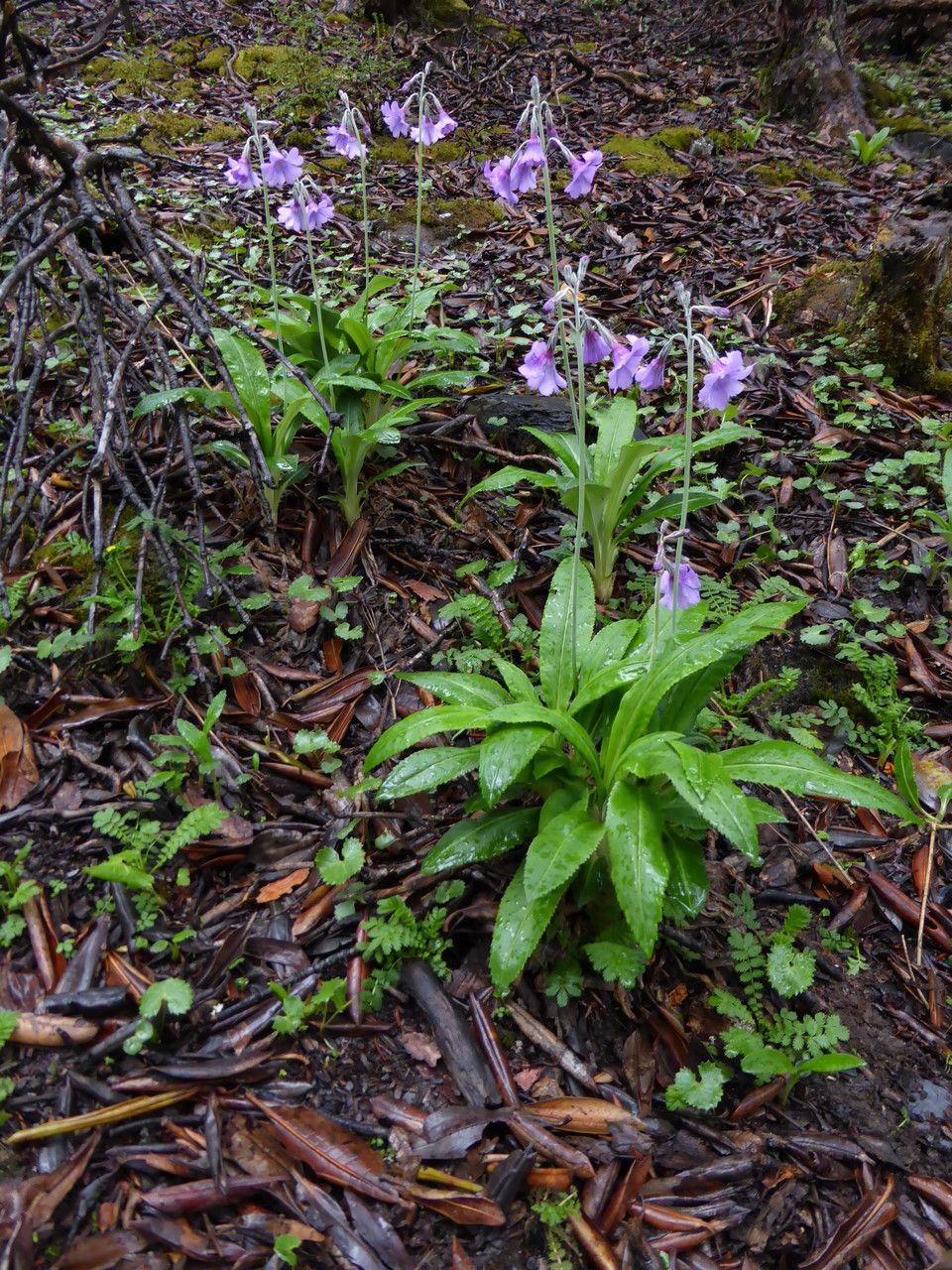 Primula boreiocalliantha — houseplant care guide