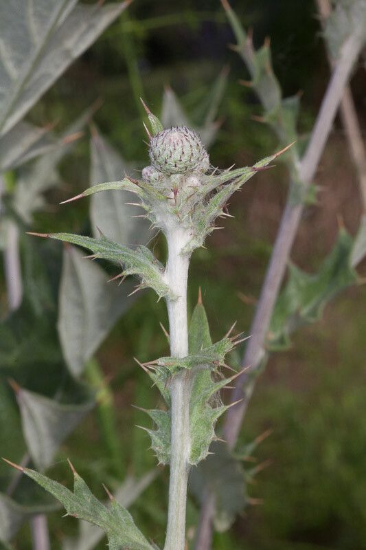 Cirsium scabrum flower