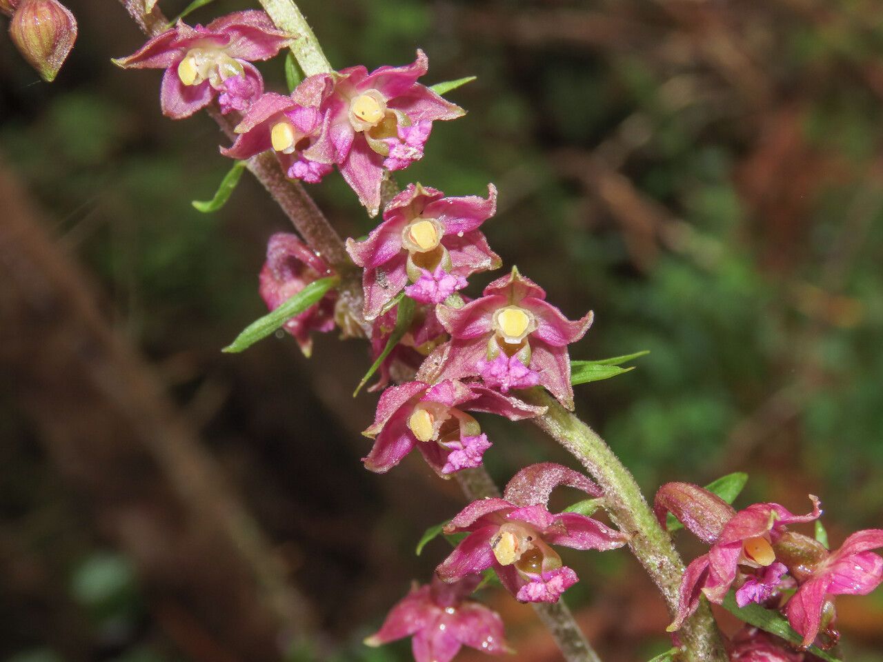 Epipactis atrorubens flower