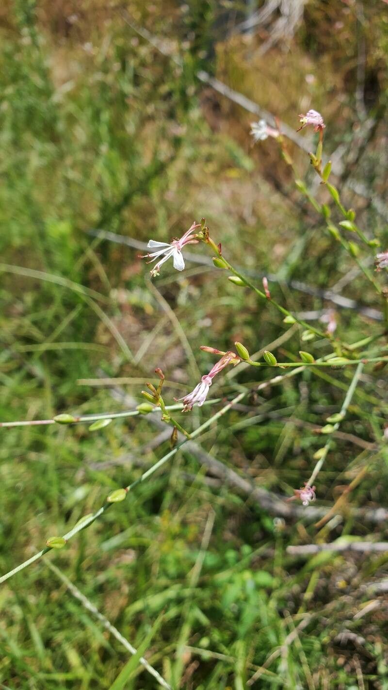 Oenothera simulans flower