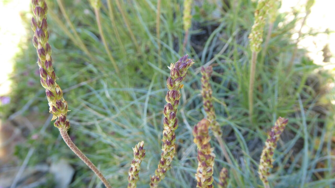 Plantago holosteum flower