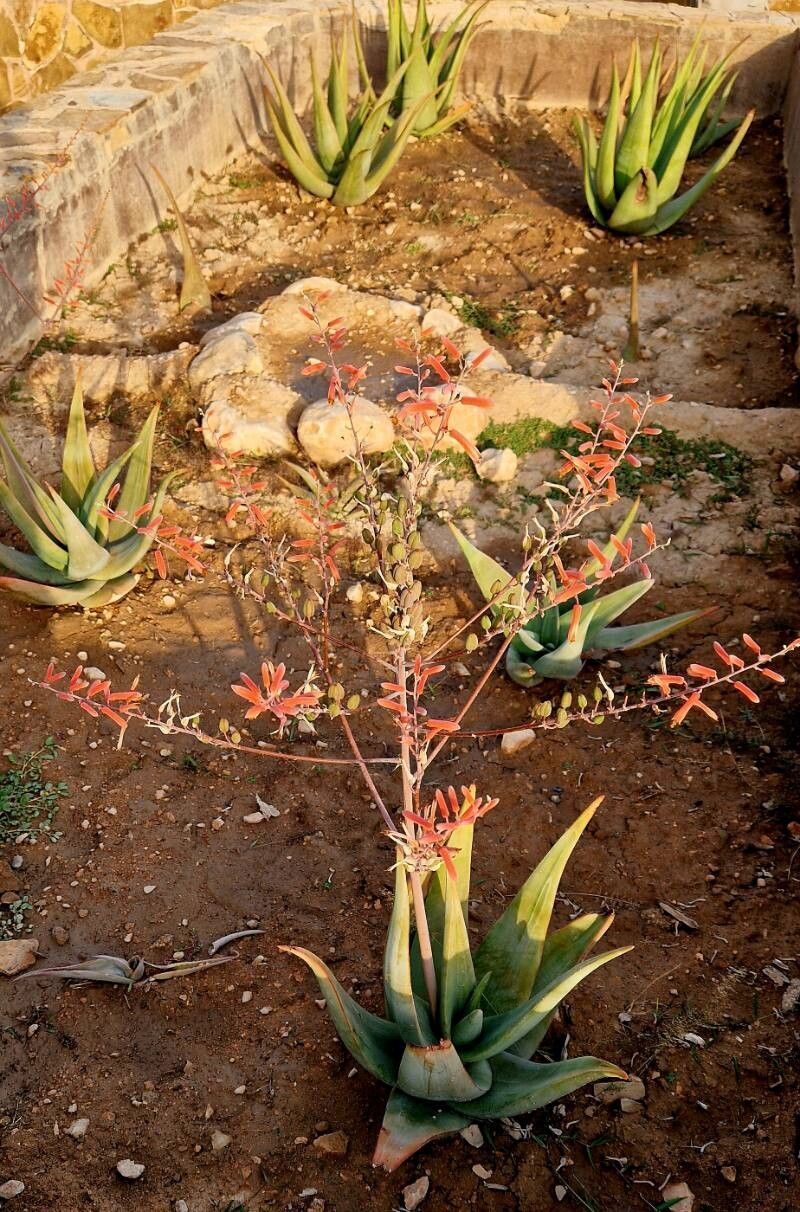 Aloe inermis habit