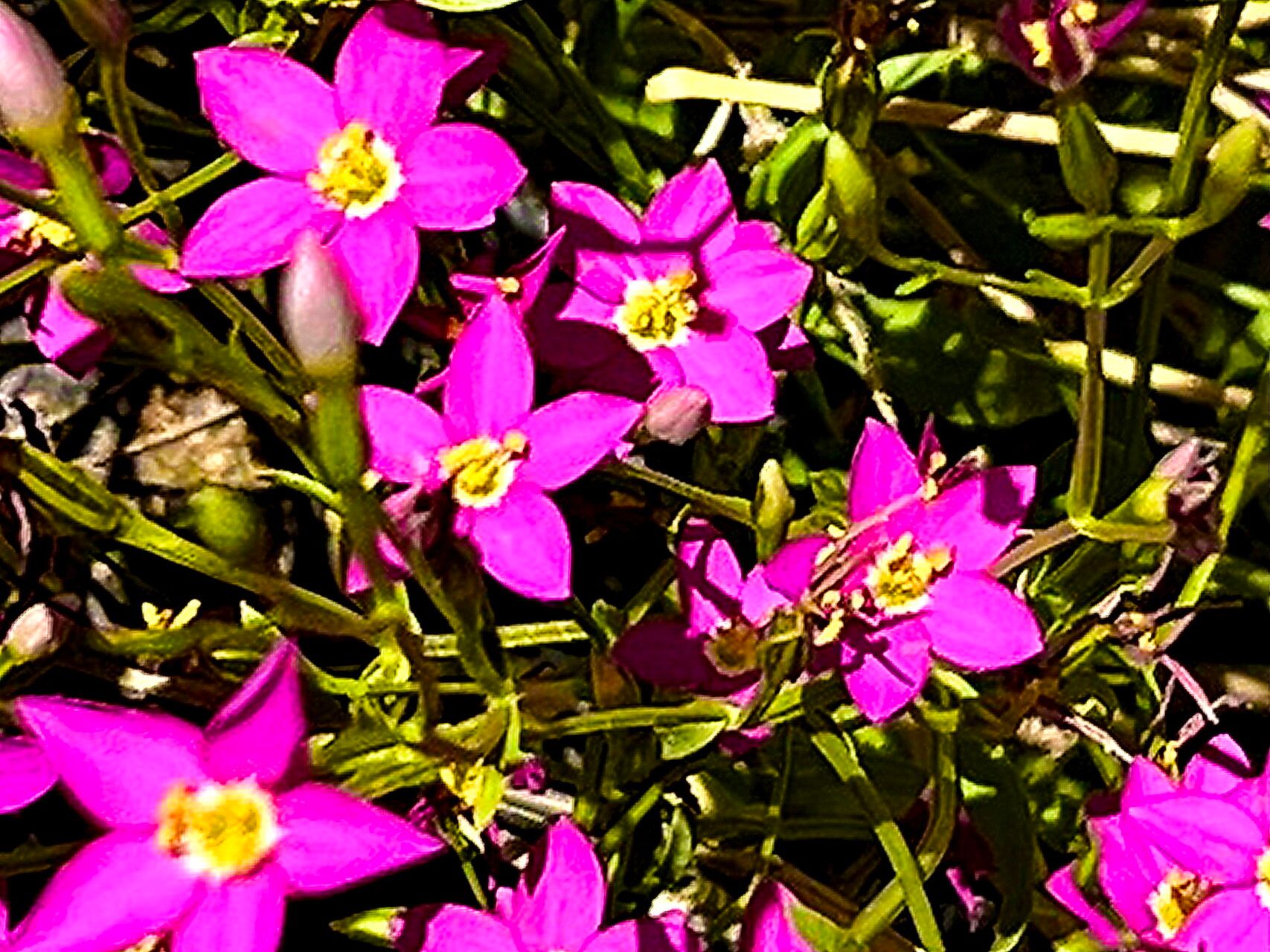 Zeltnera arizonica — related species from the same genus