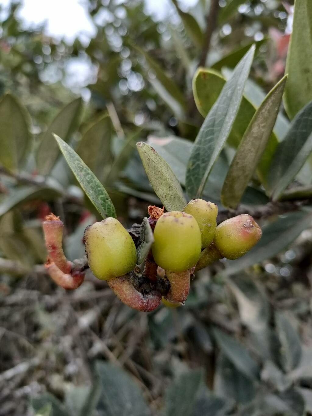 Macleania rupestris fruit