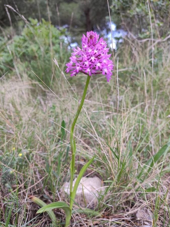 Anacamptis pyramidalis habit
