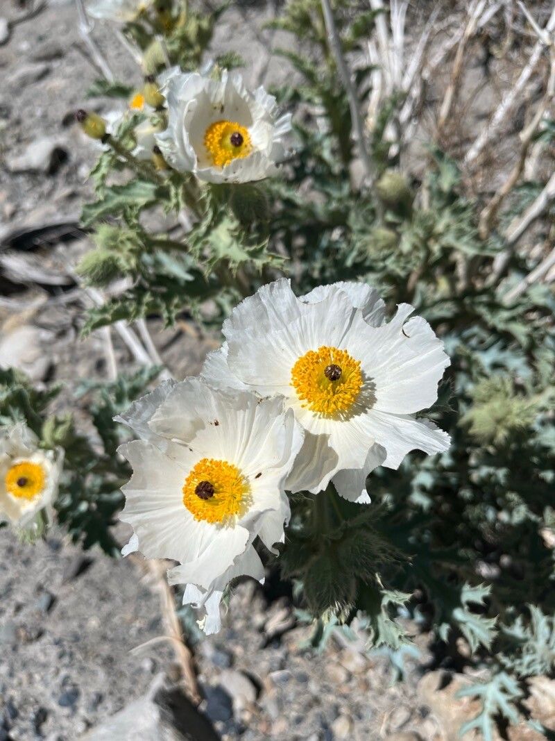 Argemone corymbosa flower