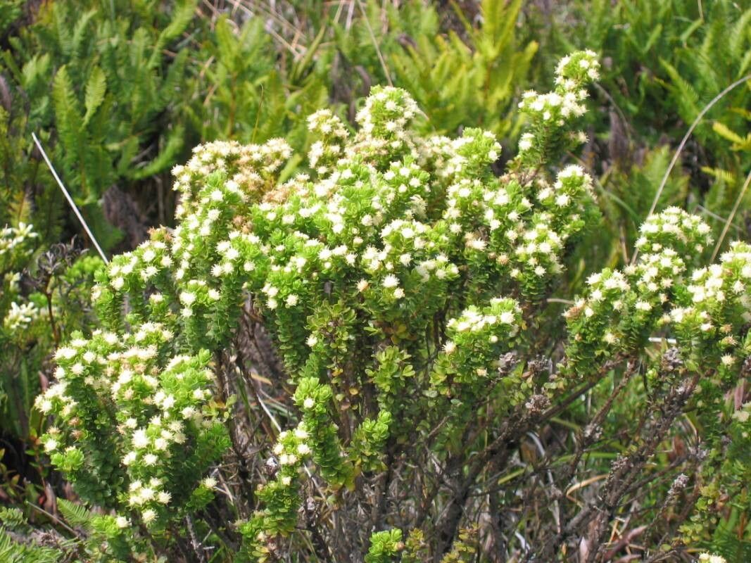 Baccharis zoellneri — search result for 'Baccharis'