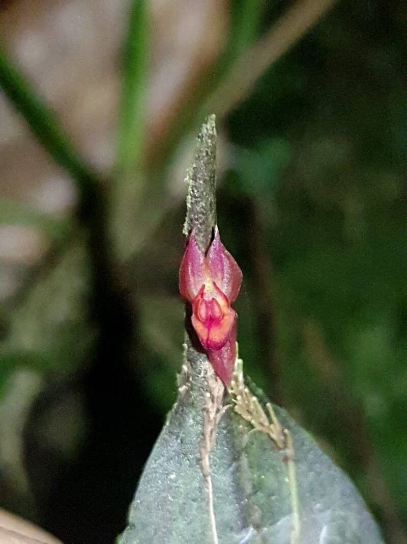 Lepanthes bradei — related species from the same genus