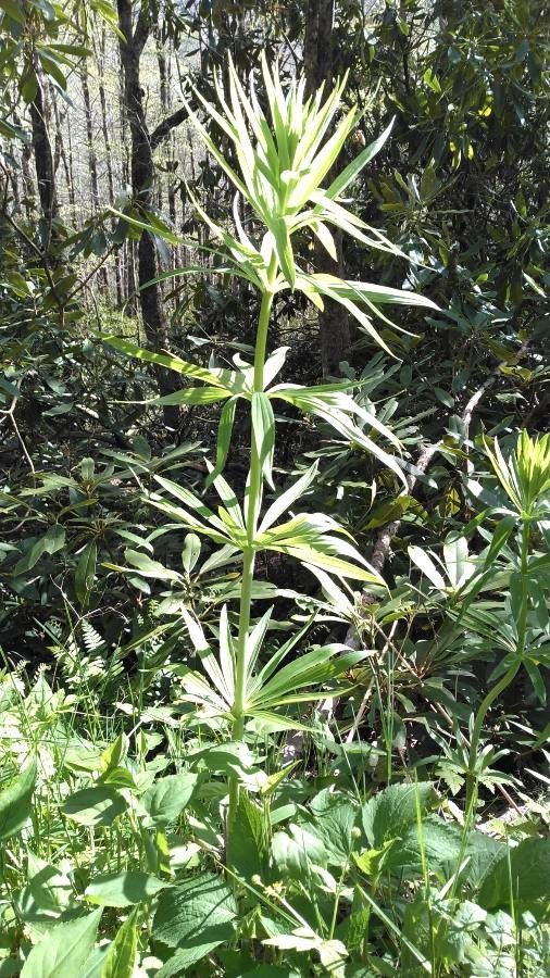 Lilium superbum leaf
