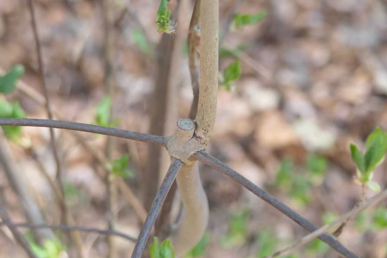 Enkianthus deflexus bark