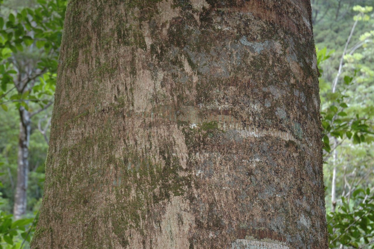 Falcataria moluccana bark