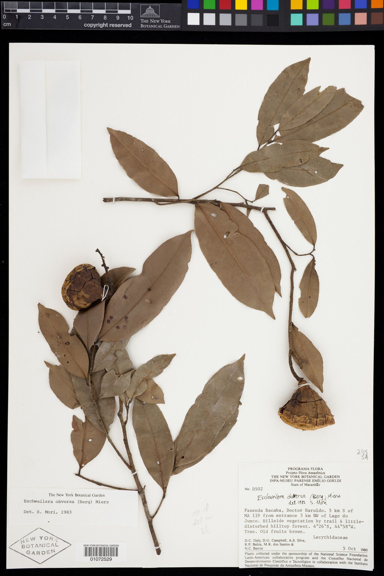 Eschweilera obversa fruit