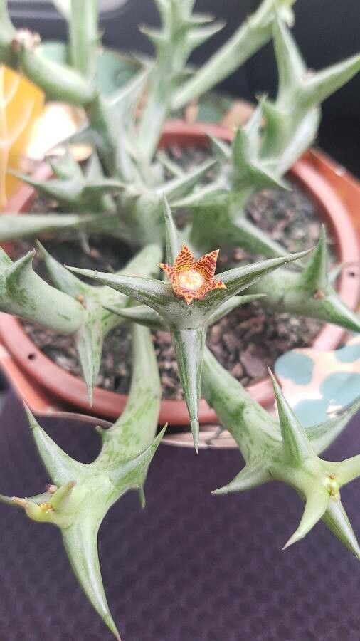 Orbea schweinfurthii flower