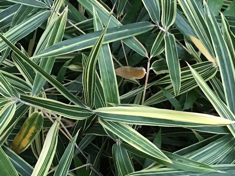 x Sasinaria masamuneana — related species from the same genus