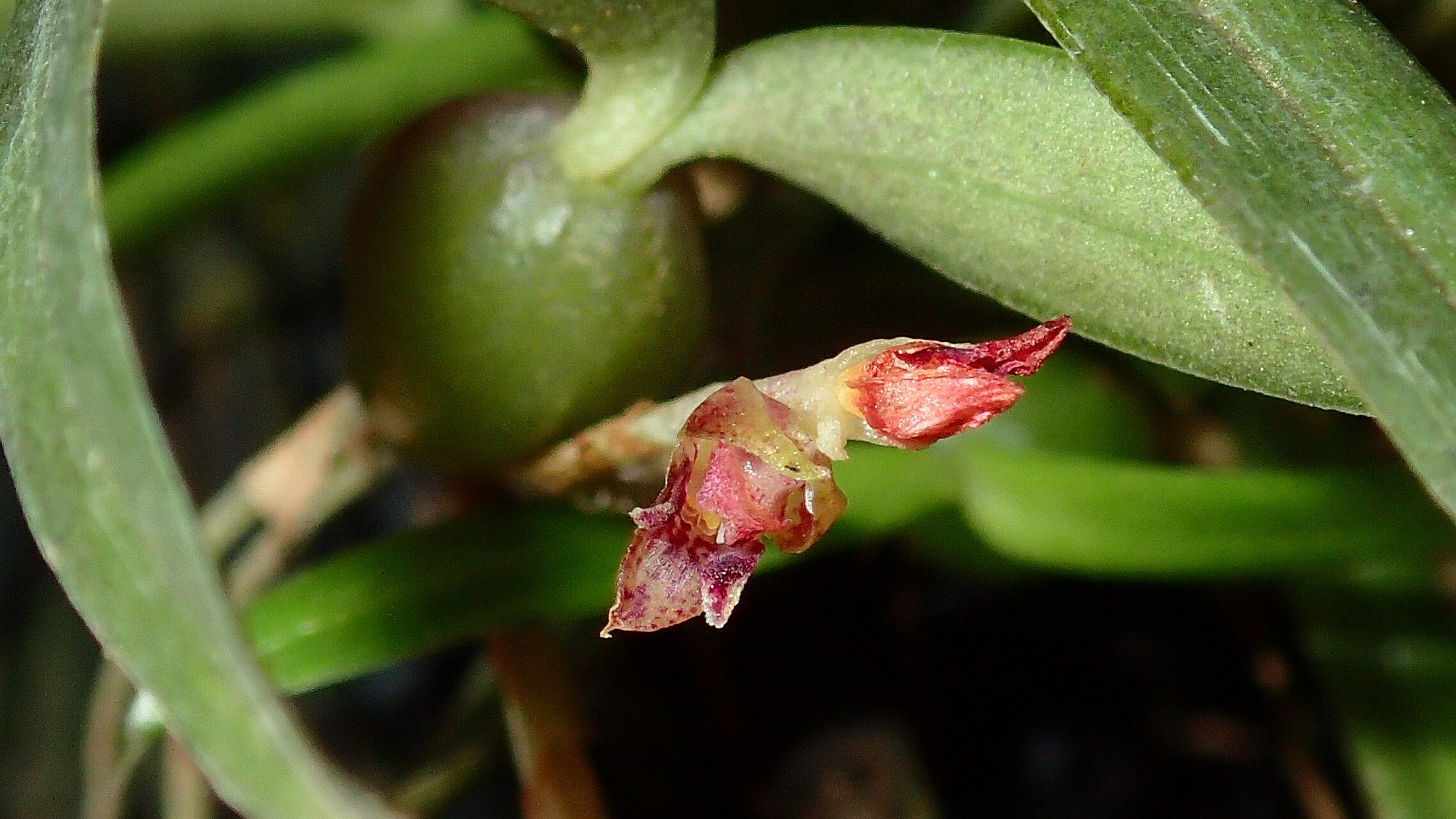 Bulbophyllum geminiflorum flower