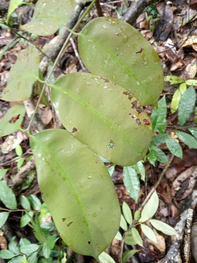 Eperua falcata leaf