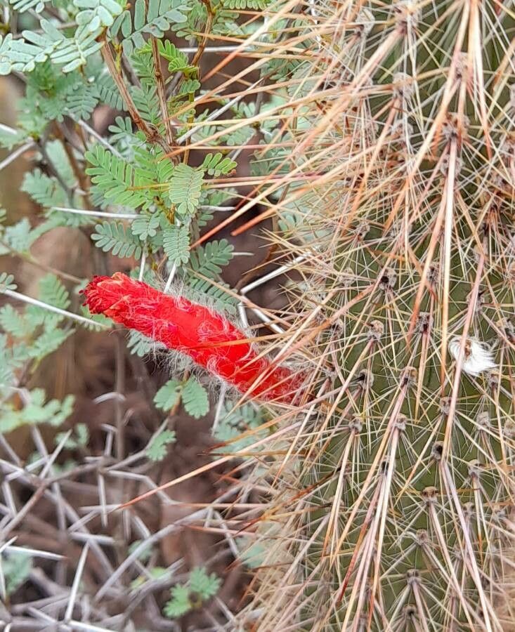 Cleistocactus baumannii flower