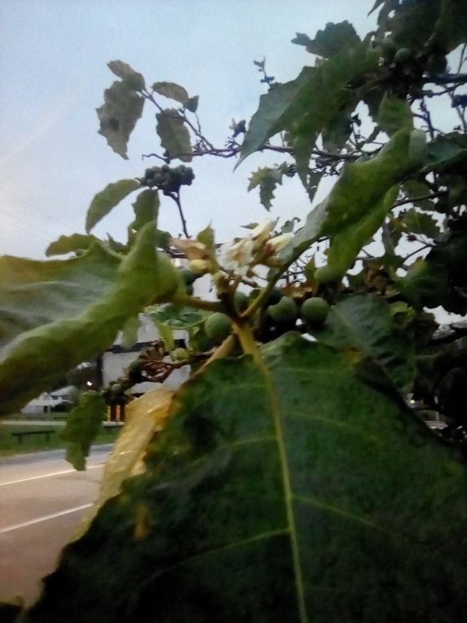 Solanum anguivi flower