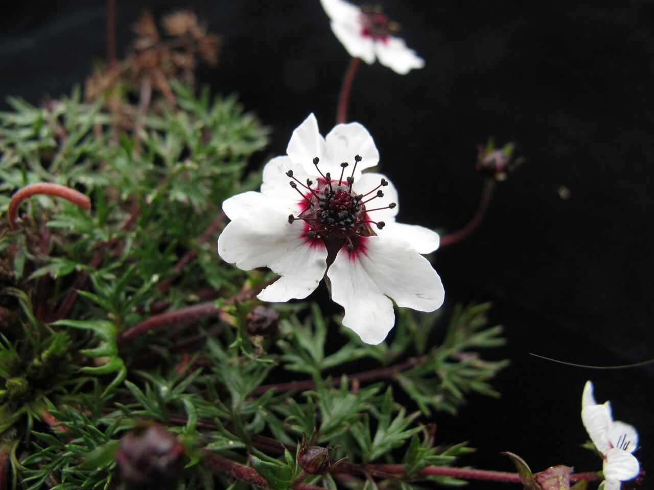 Potentilla coriandrifolia — search result for 'Potentilla'